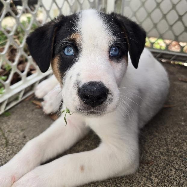 Enlarge Putter, a Adoptable mixed breed in Raleigh, NC image 4/6