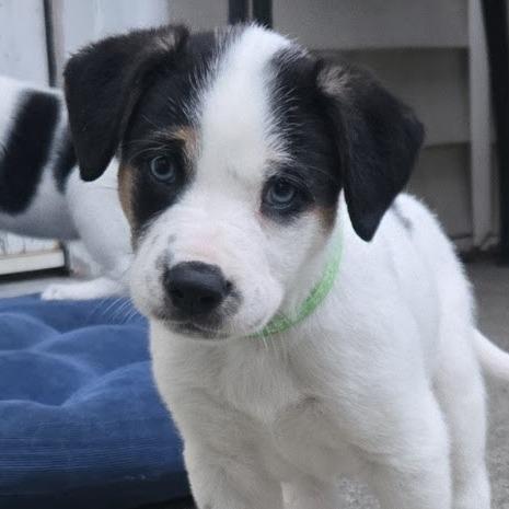 Enlarge Putter, a Adoptable mixed breed in Raleigh, NC image 5/6