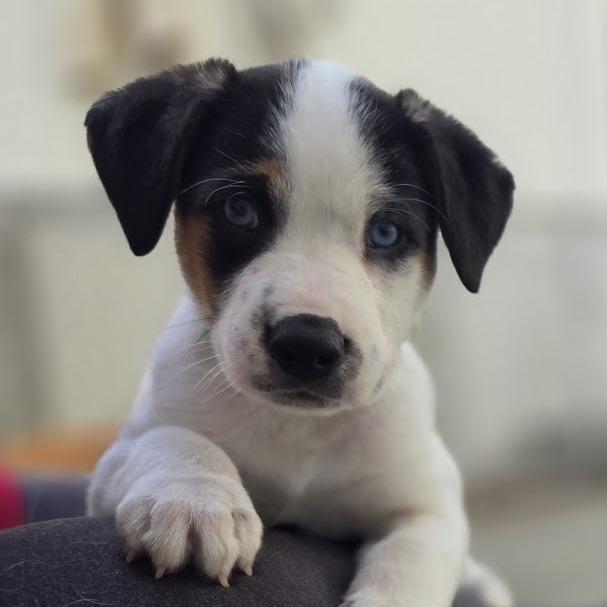 Enlarge Putter, a Adoptable mixed breed in Raleigh, NC image 6/6