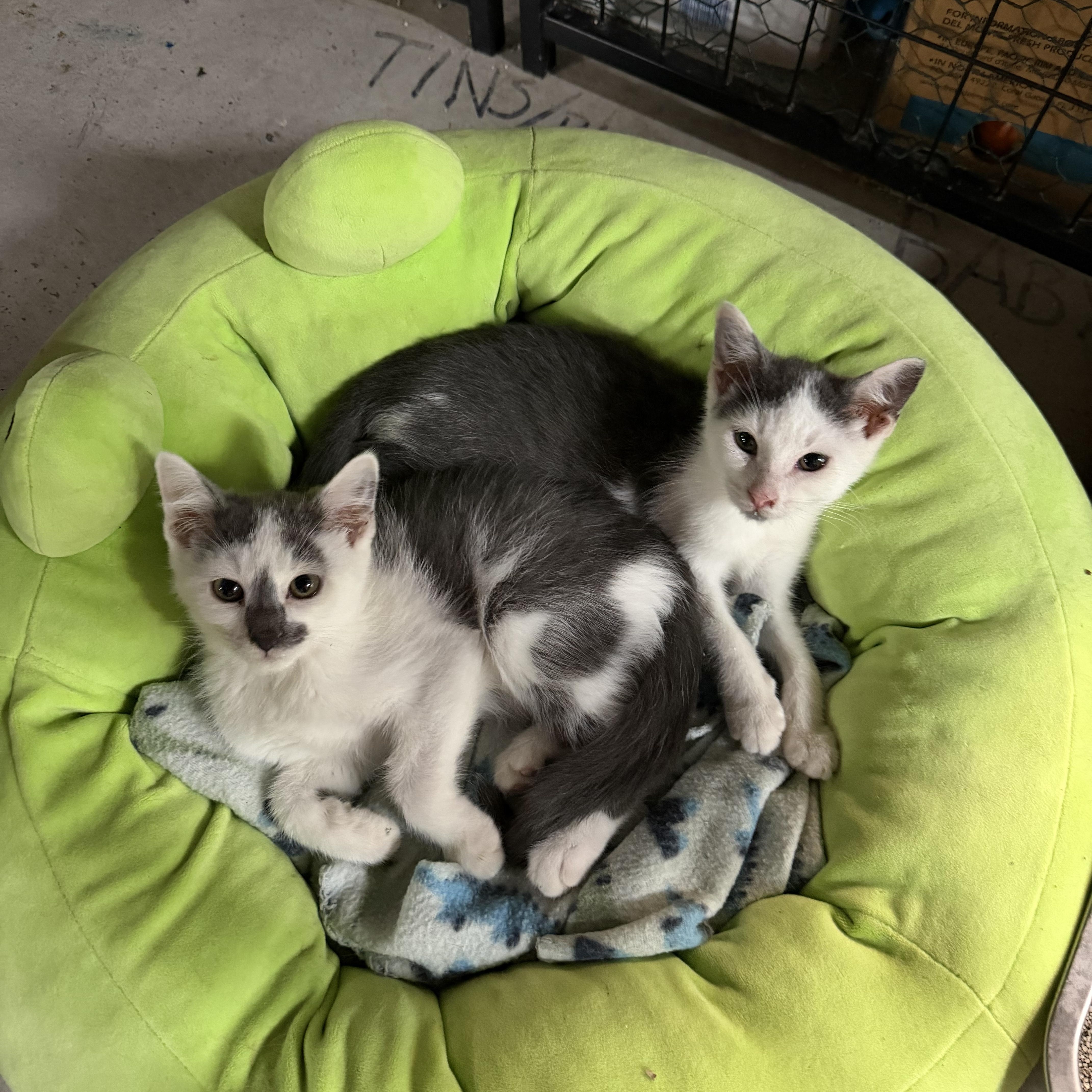 Fire and Ice, Adoptable, Kitten Male Domestic Short Hair.