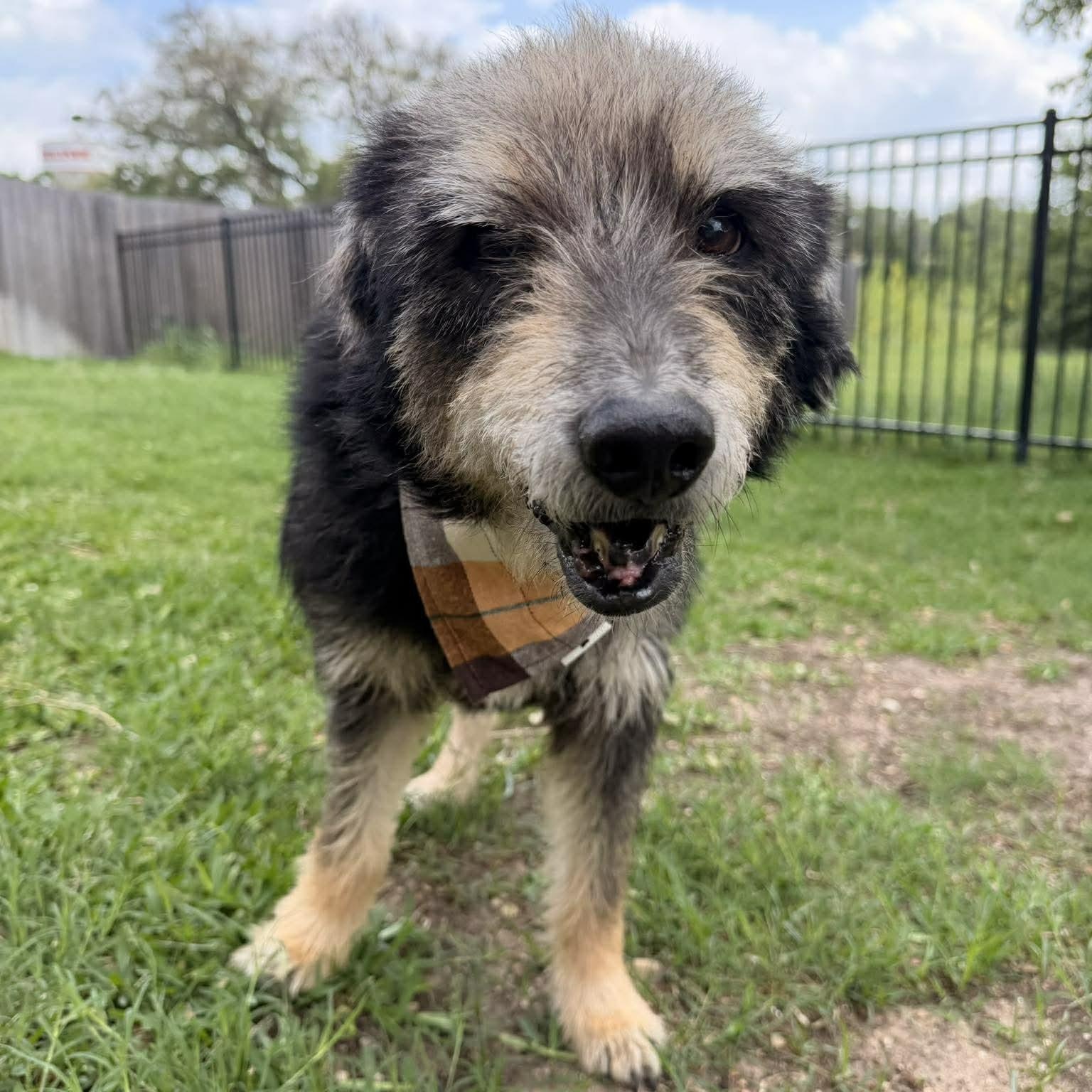 Blake, adopted, Adult Male Schnauzer.