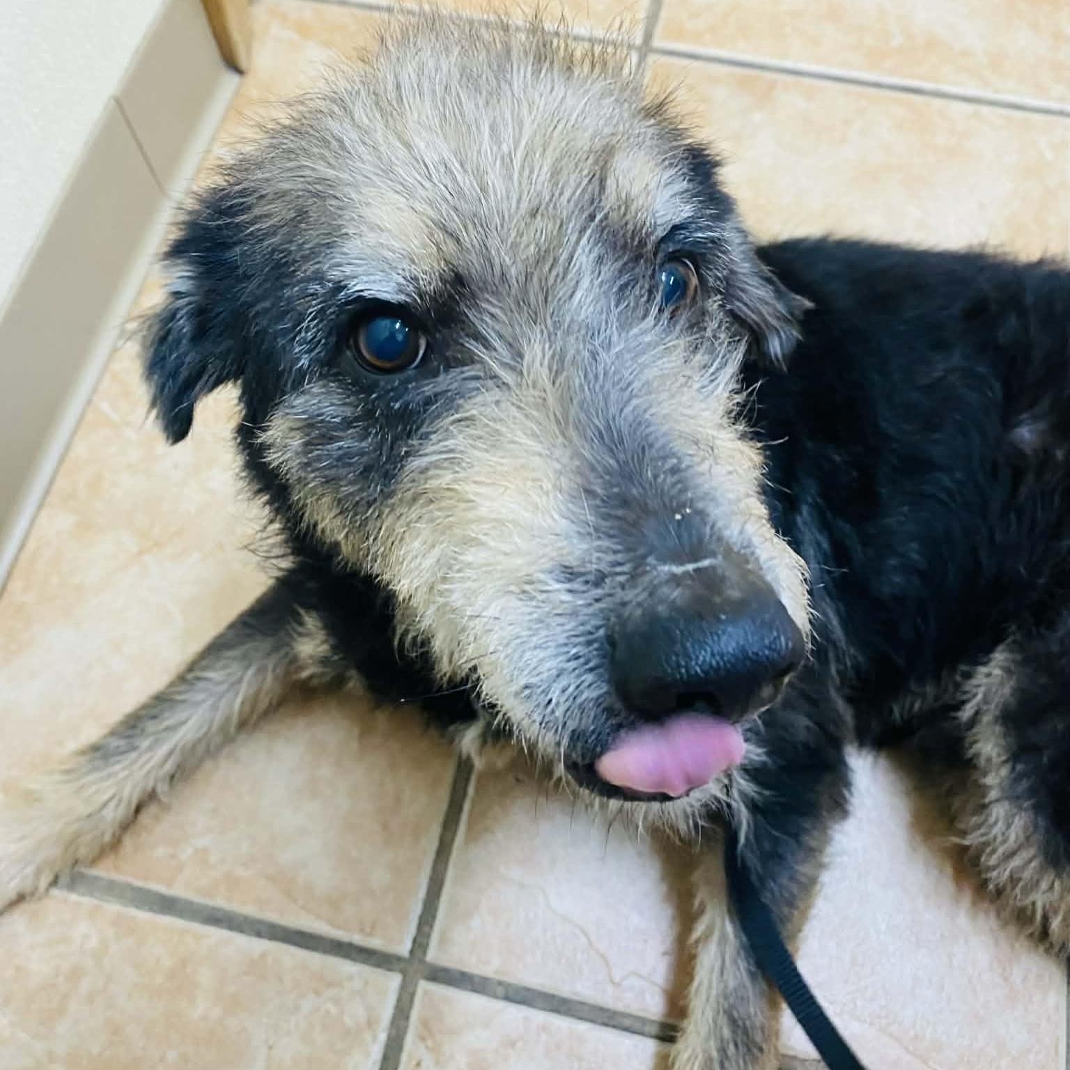 Enlarge Blake, an adopted Schnauzer in Midlothian, VA image 4/6