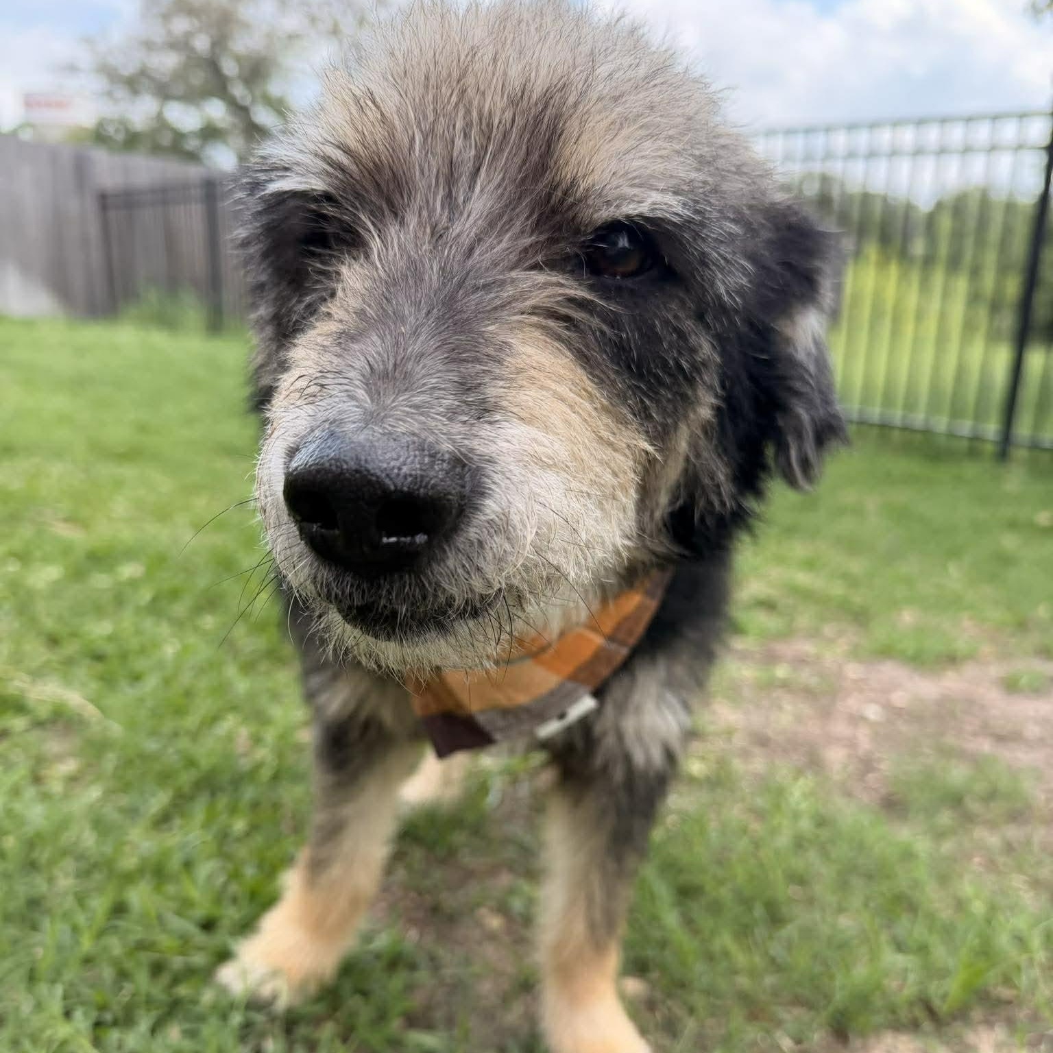 Enlarge Blake, an adopted Schnauzer in Midlothian, VA image 3/6