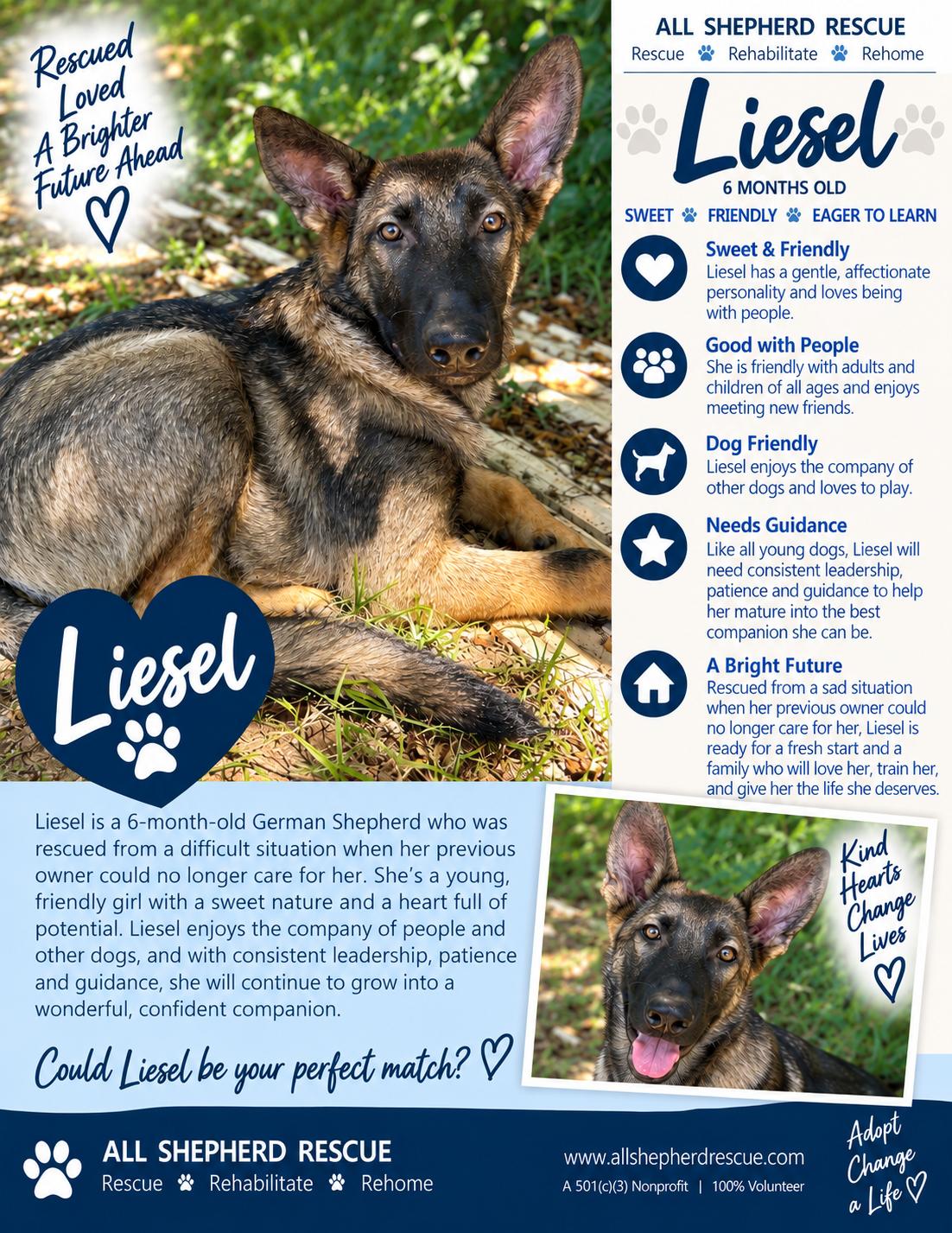 Liesel, Adoptable, Puppy Female German Shepherd Dog.