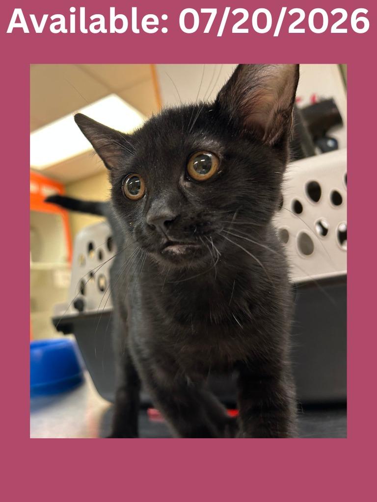 Enlarge Cat Condo #13, a Adoptable mixed breed in Greenville, TX image 1/1