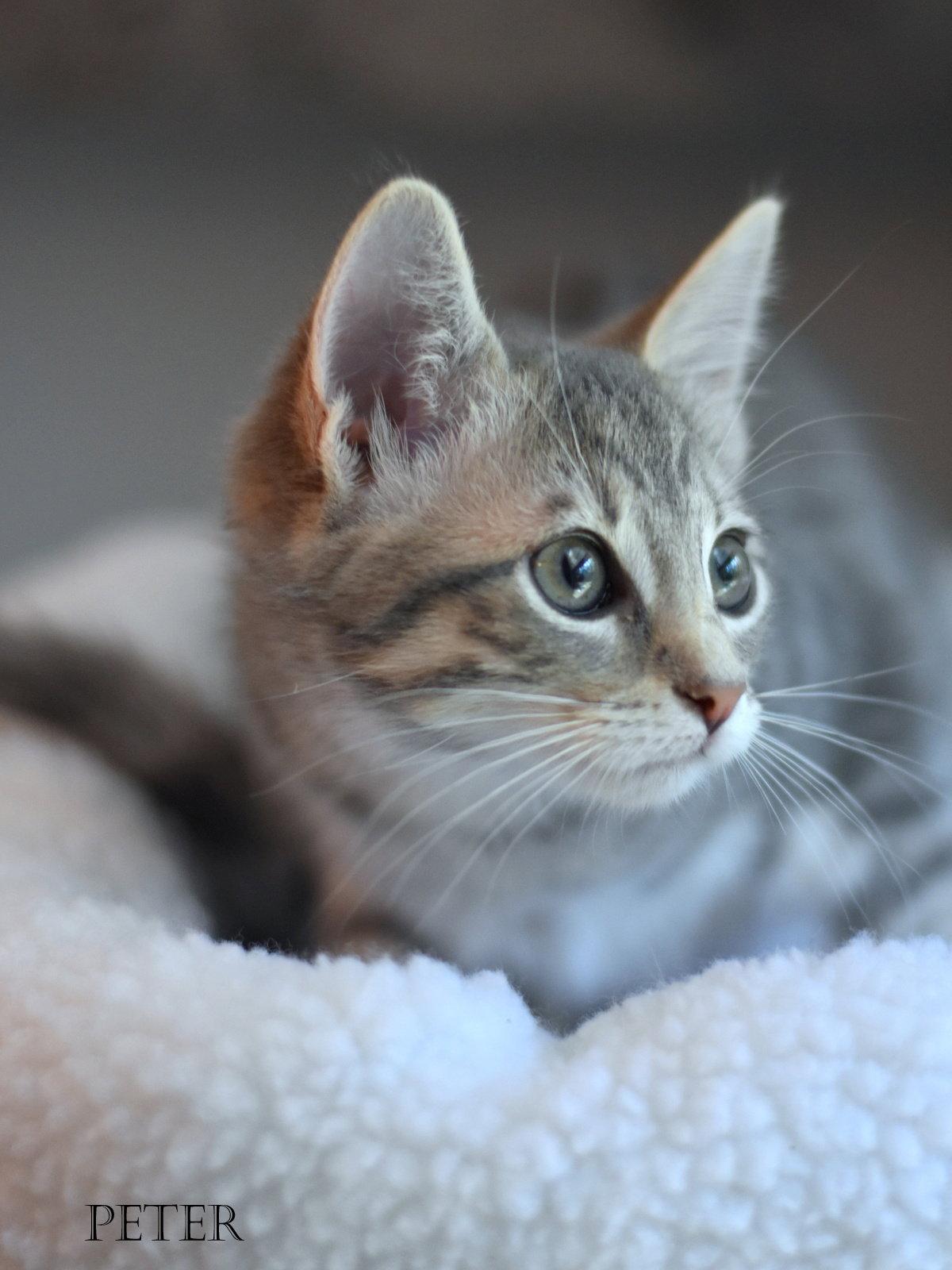 Peter, Adopted, Young Male Tabby.