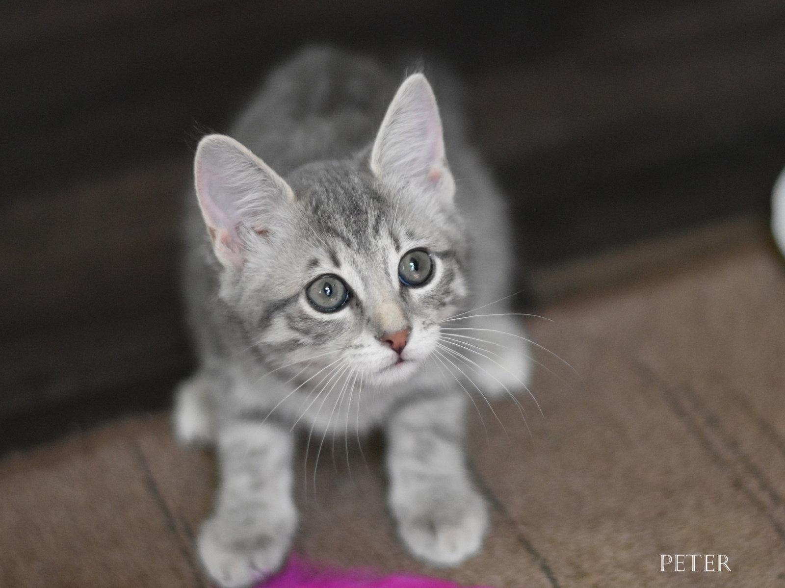 Enlarge Peter, a Adopted Tabby in Montgomery, TX image 2/3