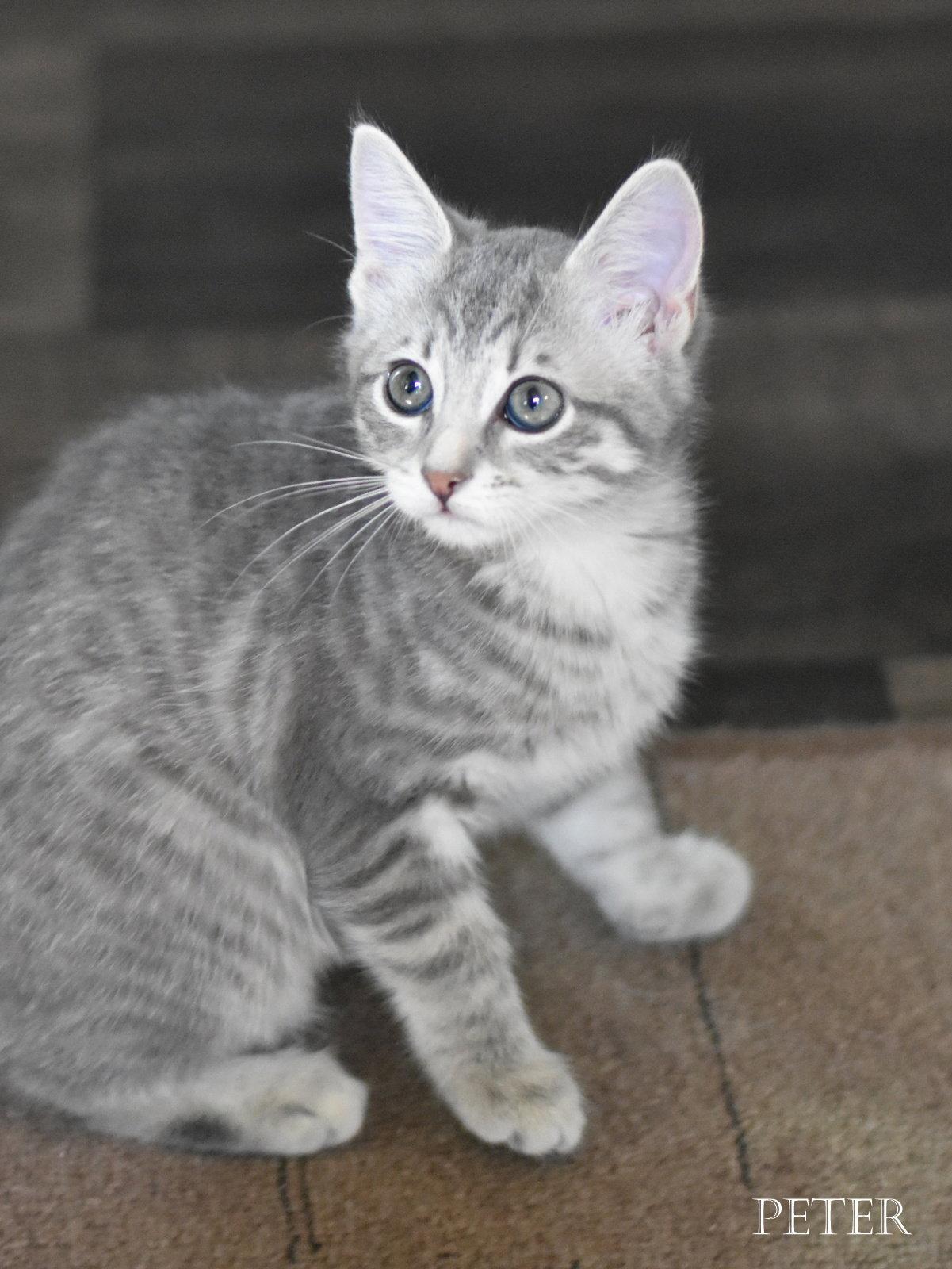 Enlarge Peter, a Adopted Tabby in Montgomery, TX image 3/3