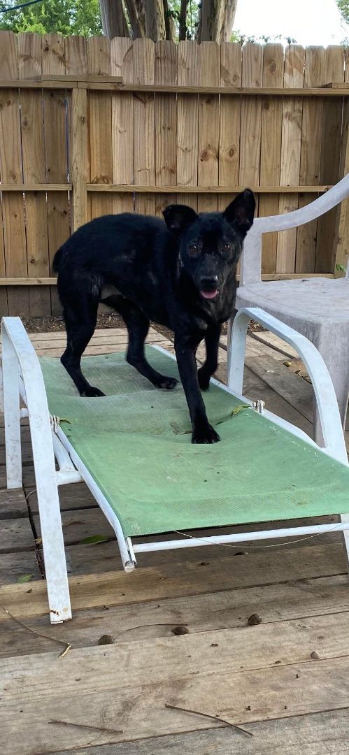 Blossom, a Adoptable mixed breed in Houston, TX image 1/5