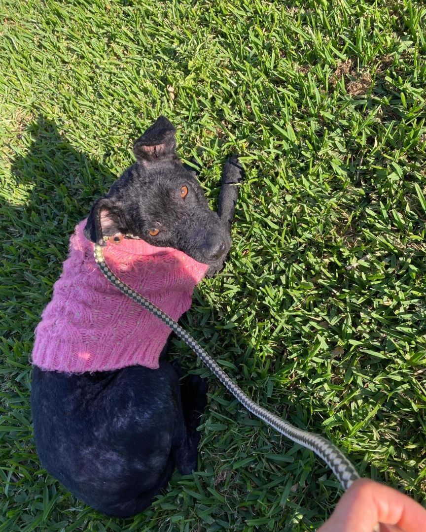 Blossom, a Adoptable mixed breed in Houston, TX image 2/5