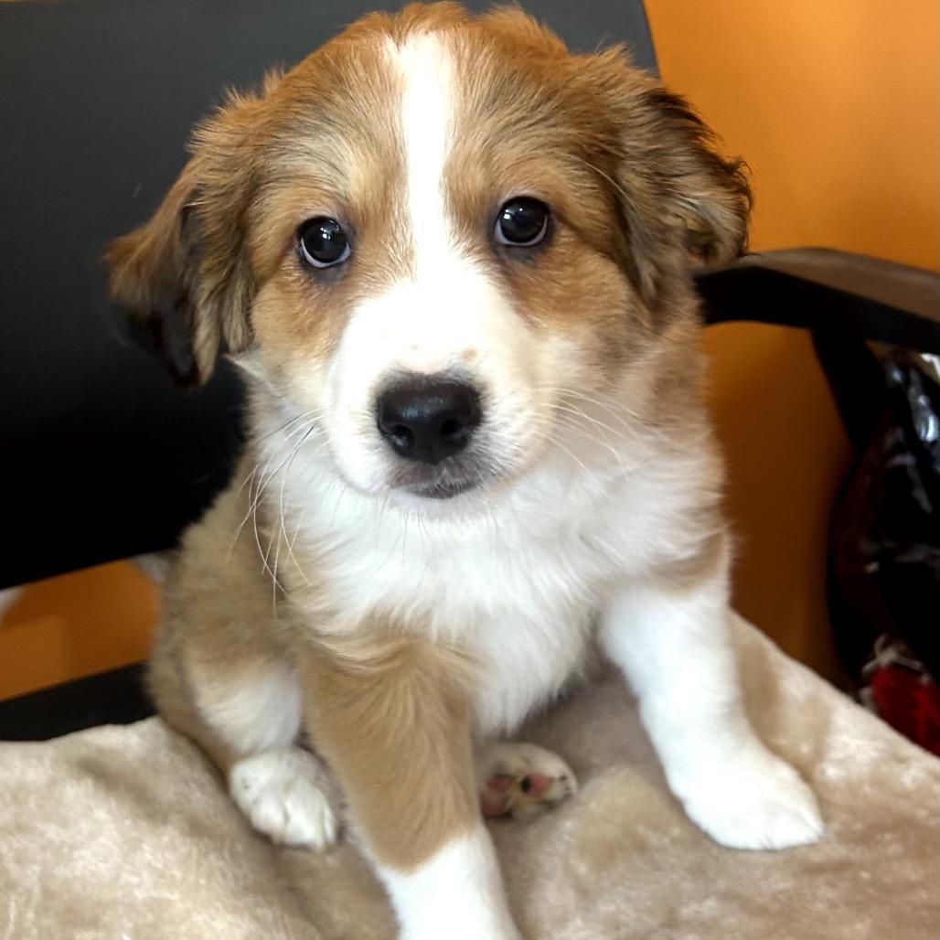 Enlarge Finn, a Adoptable mixed breed in San Saba, TX image 1/1