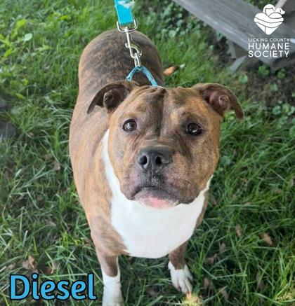 Enlarge Diesel, a Adoptable mixed breed in Heath, OH image 1/1
