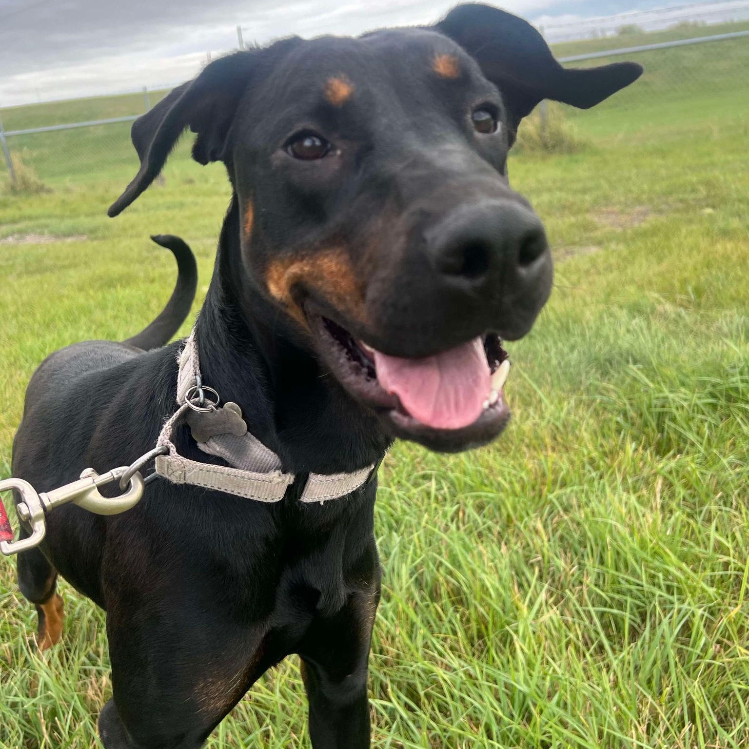 Sutton, Adoptable, Adult Female Doberman Pinscher.