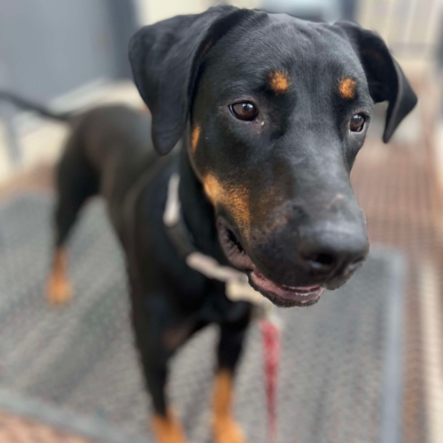 Sutton, a Adoptable Doberman Pinscher in Grand Forks, ND image 2/3