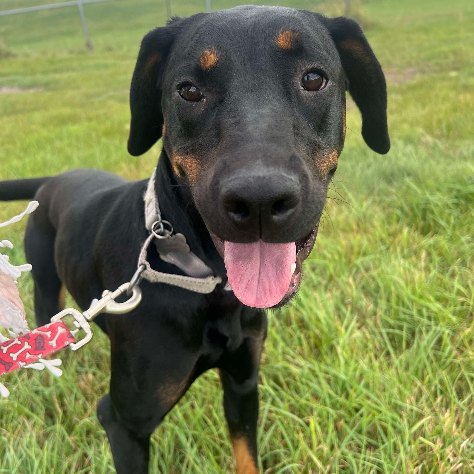 Sutton, a Adoptable Doberman Pinscher in Grand Forks, ND image 3/3
