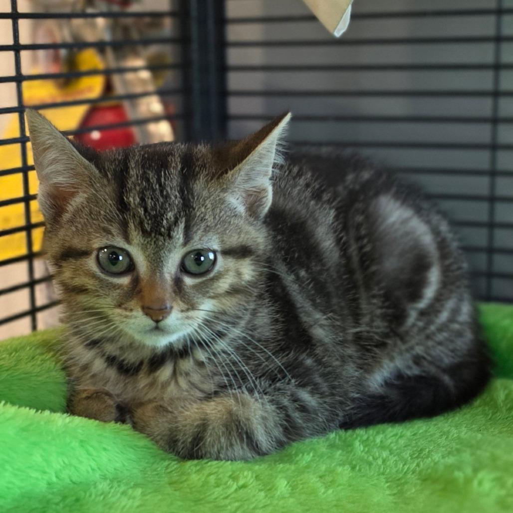 Enlarge Mocha, a Adoptable Domestic Short Hair in Muncie, IN image 2/2