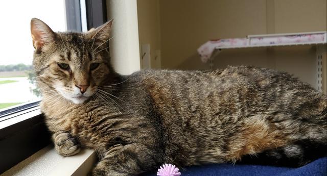 Hubert, Adoptable, Adult Male Domestic Short Hair.