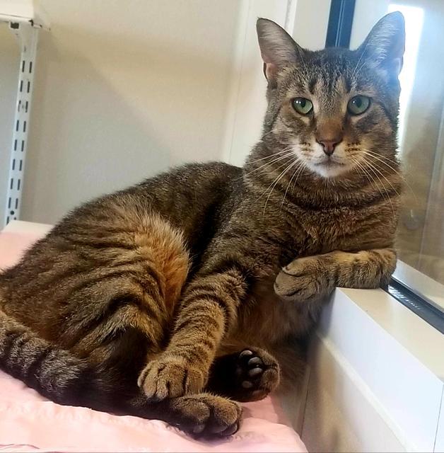 Enlarge Hubert, a Adoptable mixed breed in Fremont, OH image 2/6