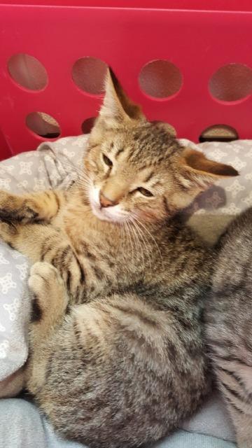 Enlarge Hubert, a Adoptable mixed breed in Fremont, OH image 3/6