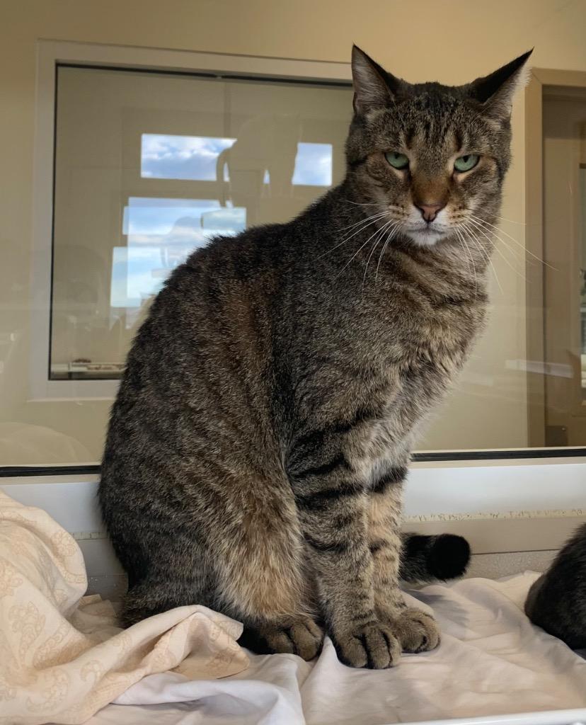 Hubert, Adoptable, Adult Male Domestic Short Hair.