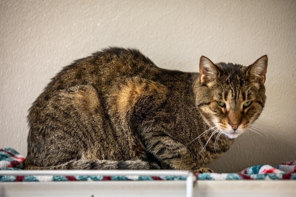 Enlarge Hubert, a Adoptable mixed breed in Fremont, OH image 4/6