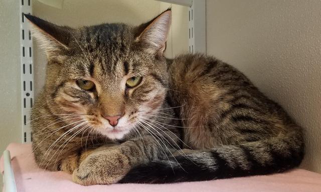 Enlarge Hubert, a Adoptable mixed breed in Fremont, OH image 5/6