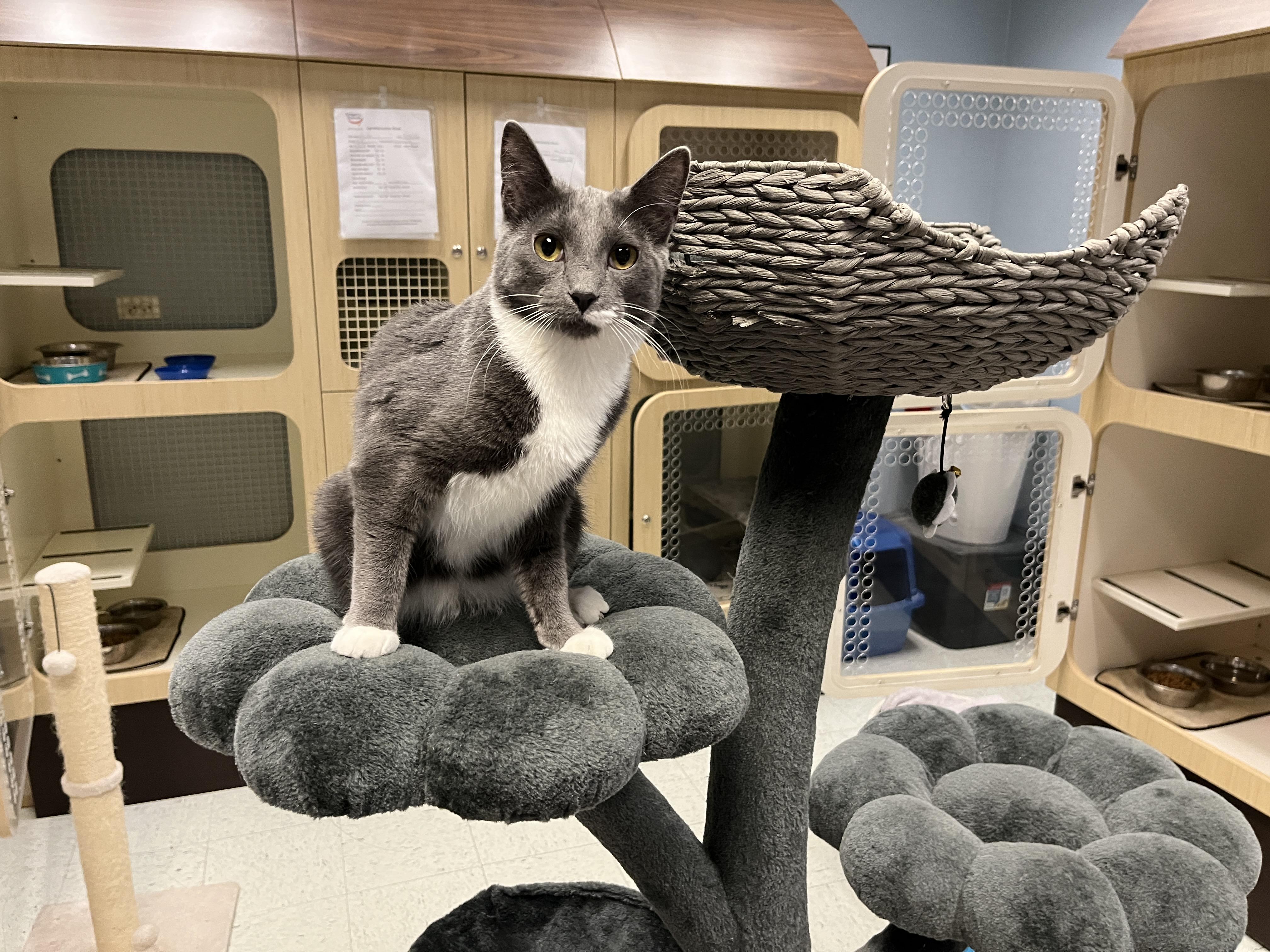 Enlarge Frito, a Adoptable Domestic Short Hair in Huntley, IL image 3/6