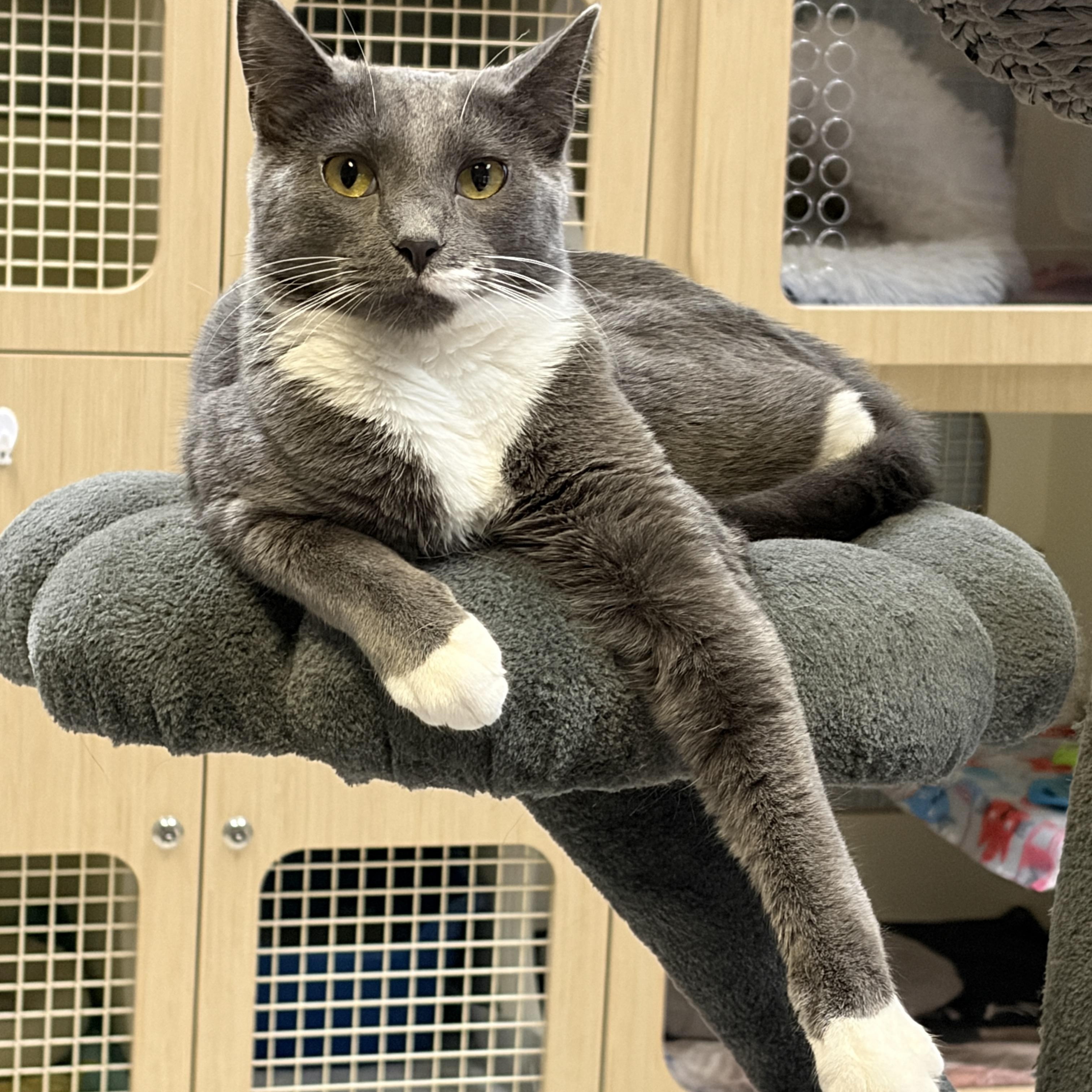 Enlarge Frito, an adoptable Domestic Short Hair in Huntley, IL image 4/5