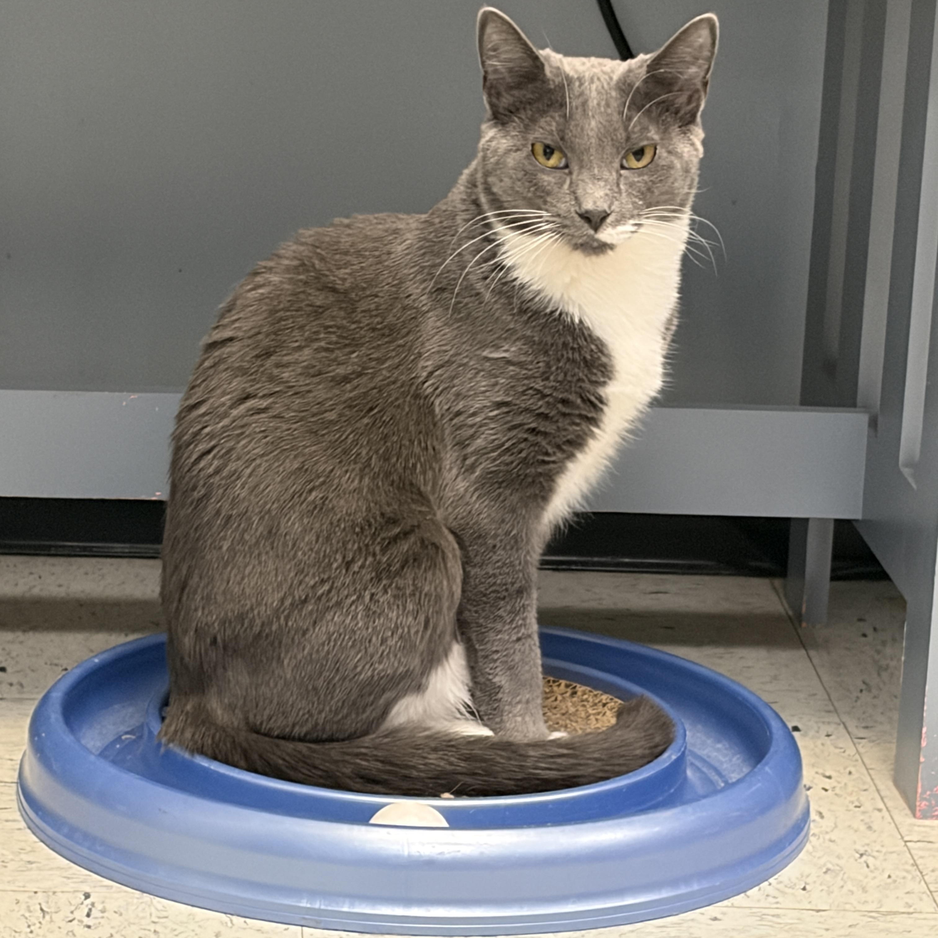 Enlarge Frito, an adoptable Domestic Short Hair in Huntley, IL image 5/5