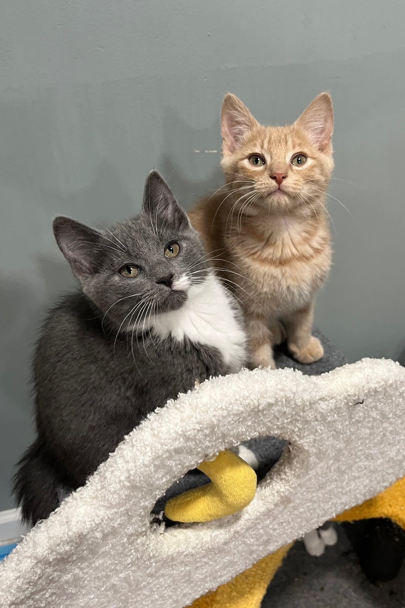 Frito, a Adoptable Domestic Short Hair in Huntley, IL image 4/4