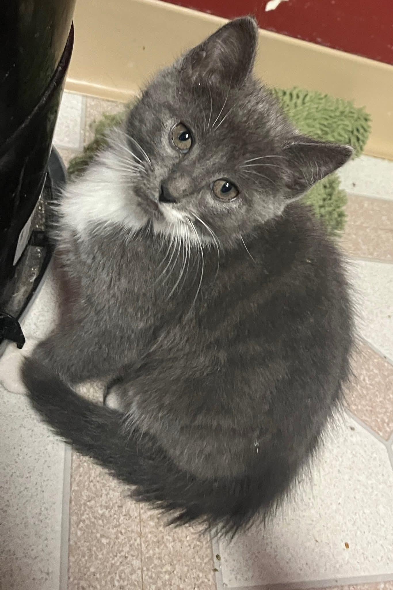 Frito, a Adoptable Domestic Short Hair in Huntley, IL image 3/4