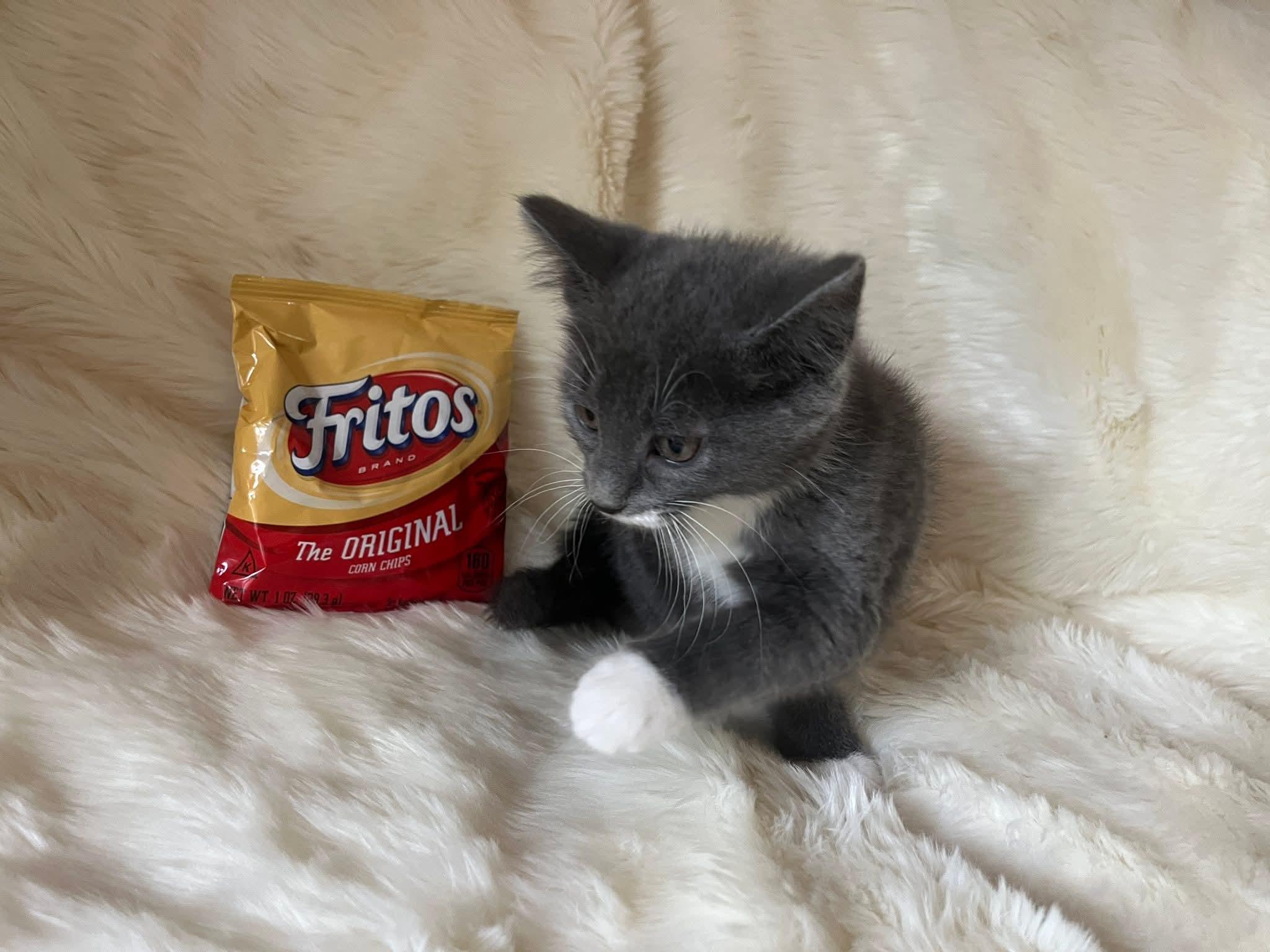 Frito, a Adoptable Domestic Short Hair in Huntley, IL image 2/4