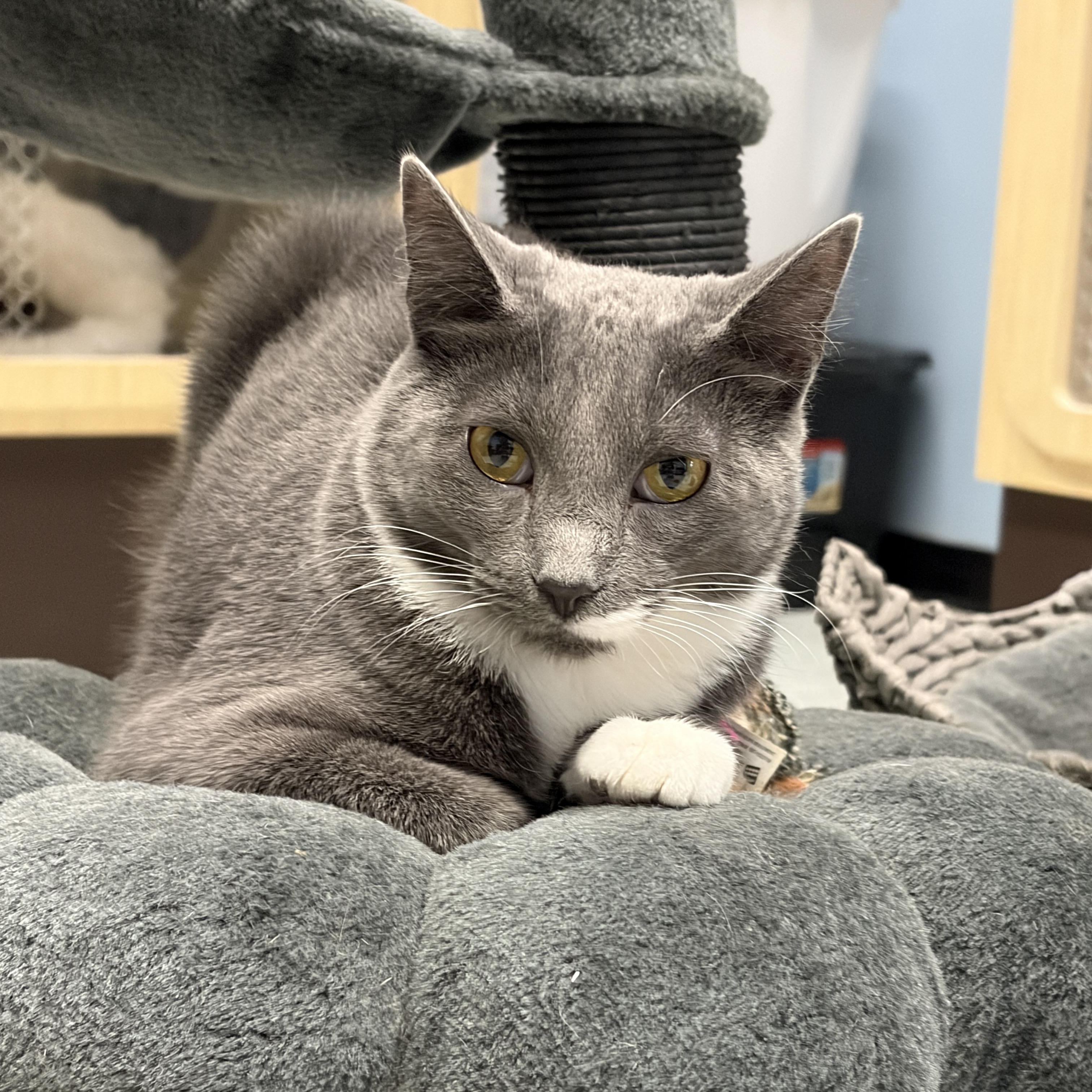Enlarge Frito, a Adoptable Domestic Short Hair in Huntley, IL image 2/6