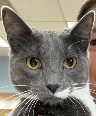 Enlarge Frito, a Adoptable Domestic Short Hair in Huntley, IL image 1/6