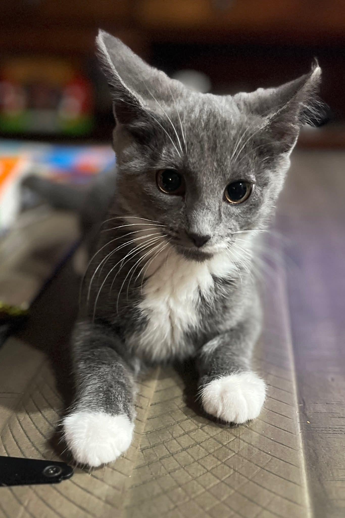 Frito, a Adoptable Domestic Short Hair in Huntley, IL image 1/4