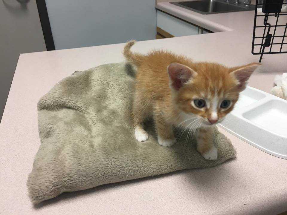 Enlarge Runner and Maia MUST BE ADOPTED TOGETHER, a Adopted Domestic Medium Hair in Littleton, CO image 1/2