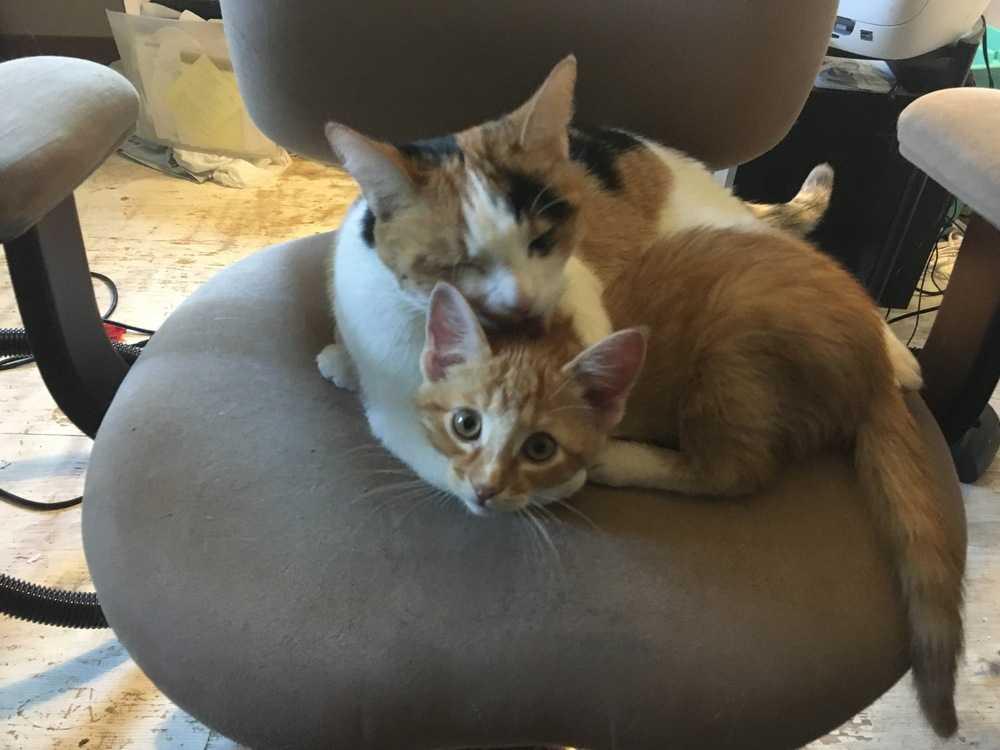 Enlarge Runner and Maia MUST BE ADOPTED TOGETHER, a Adopted Domestic Medium Hair in Littleton, CO image 2/2