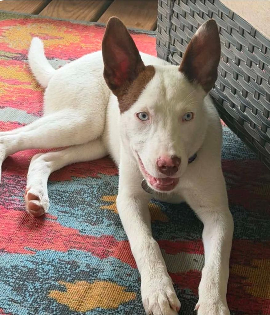 Fiesta Hansen, Adopted, Puppy Female Catahoula Leopard Dog & Husky.