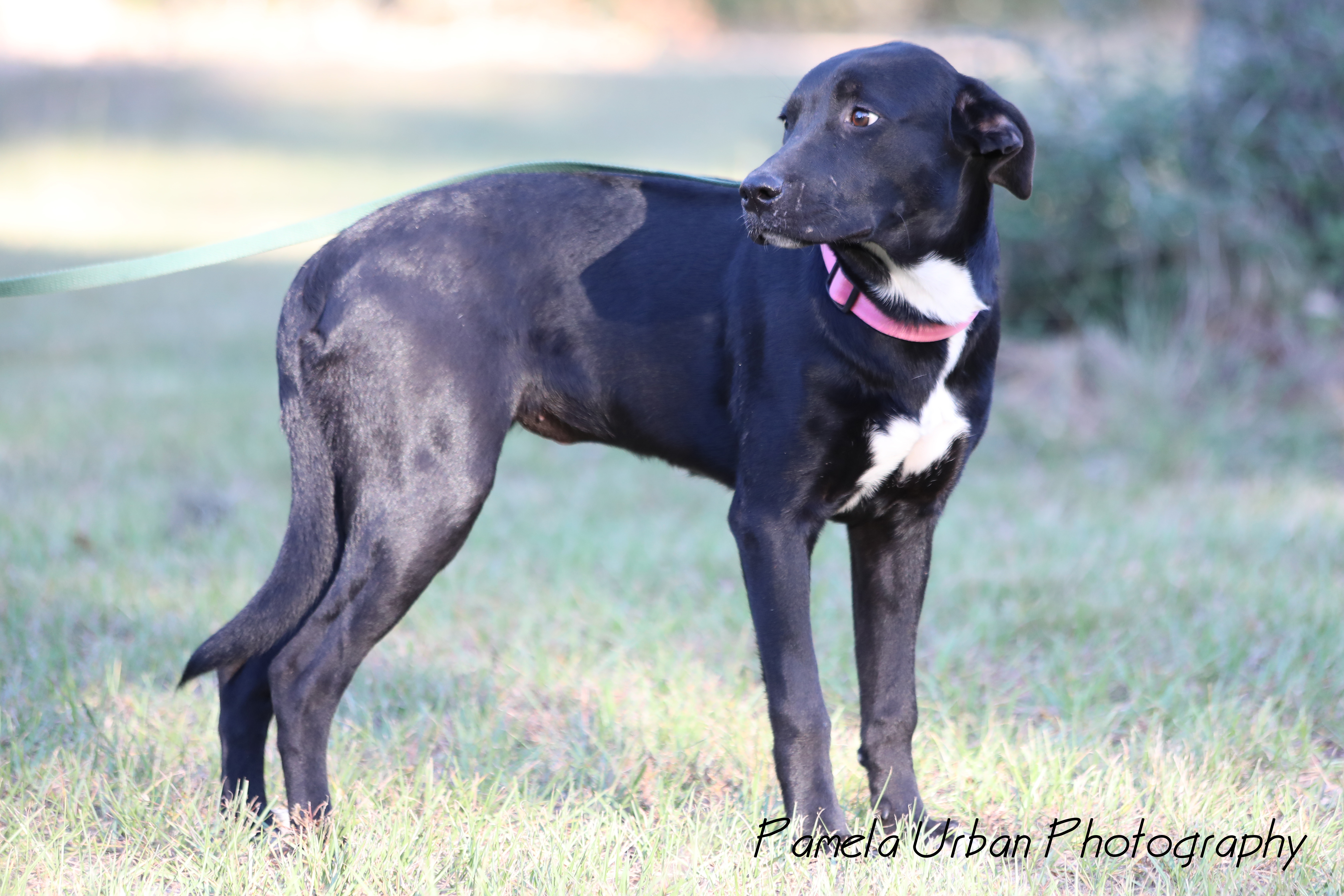 Malibu, a Adoptable Labrador Retriever in Sheridan, TX image 1/12