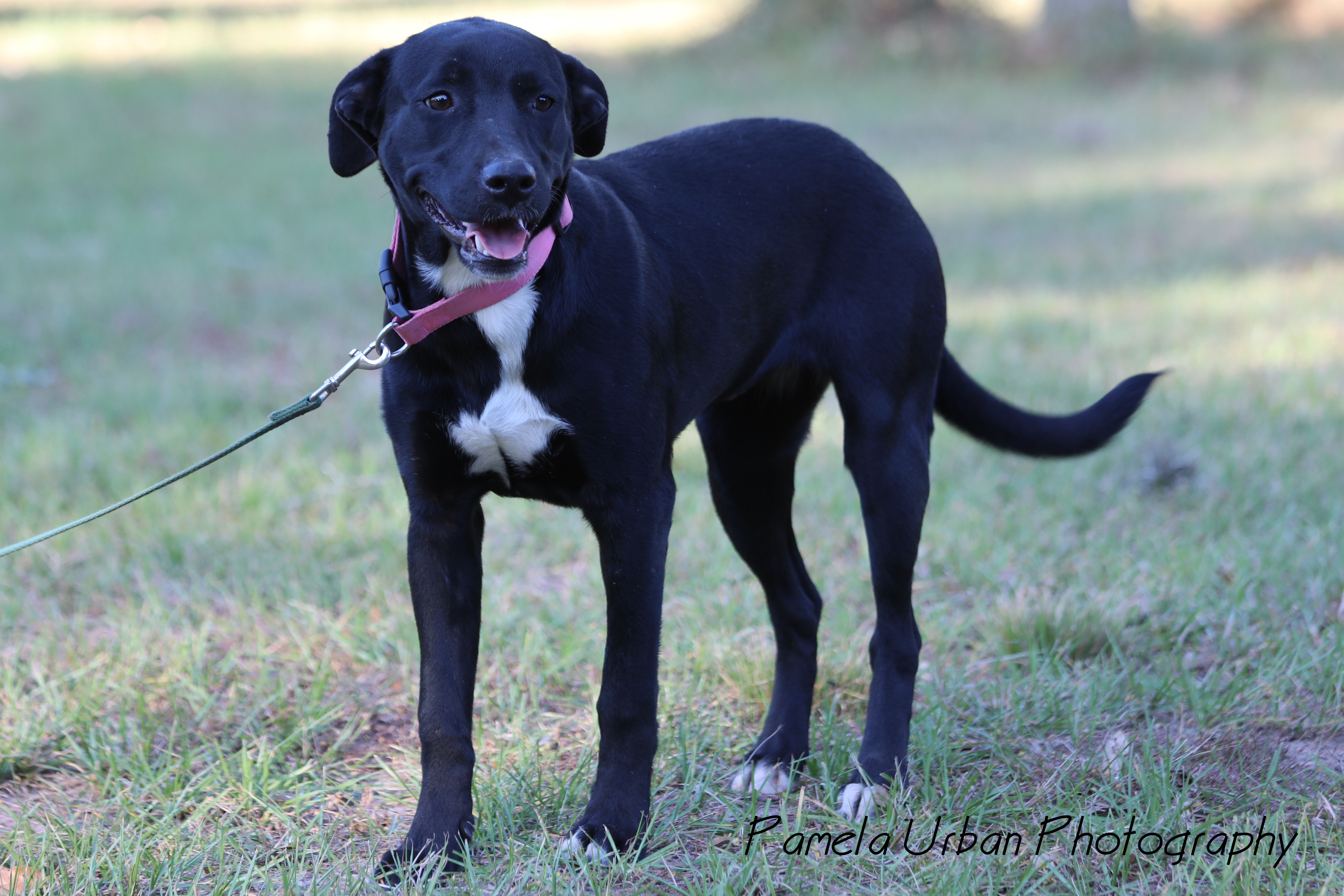 Malibu, a Adoptable Labrador Retriever in Sheridan, TX image 2/12