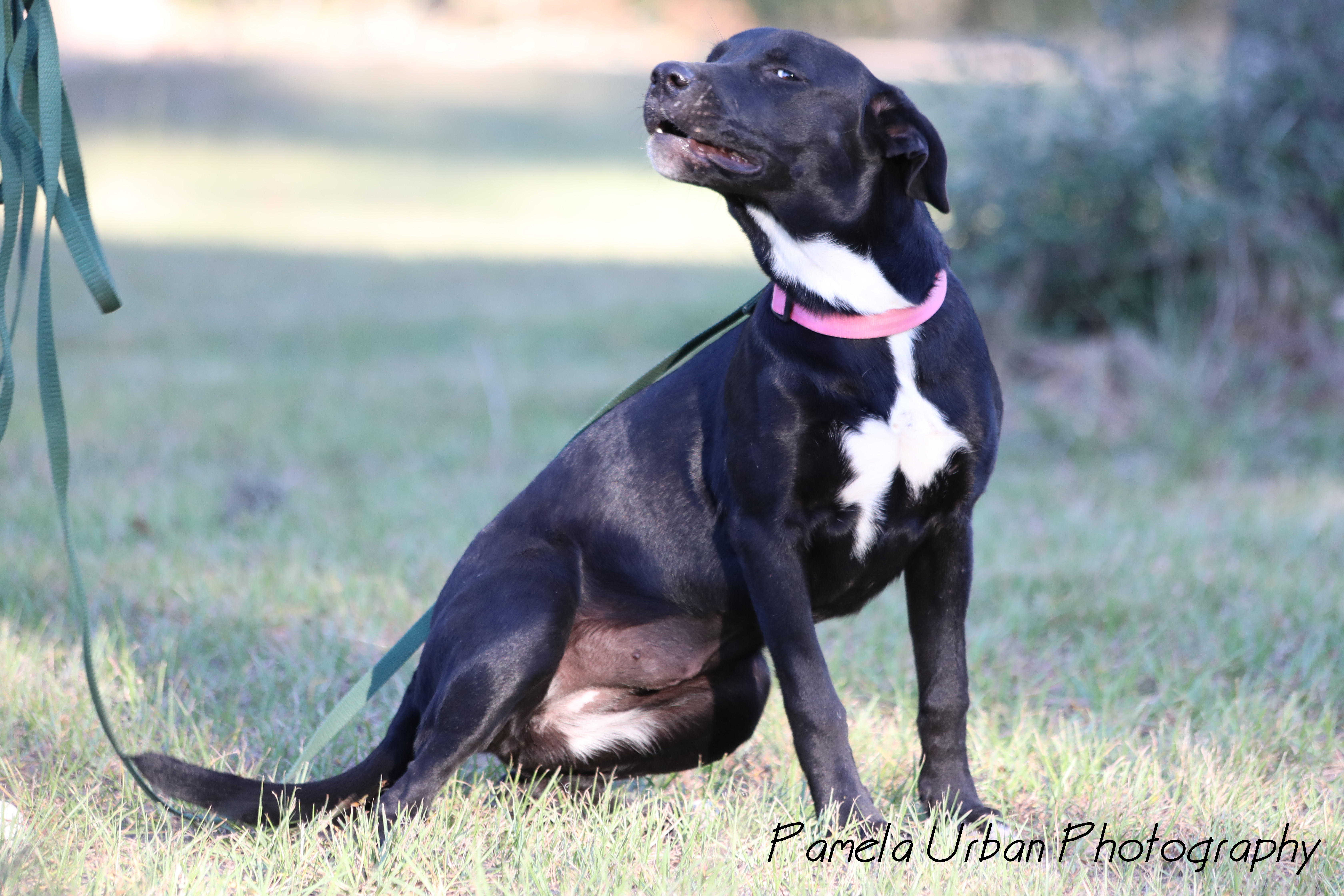 Malibu, a Adoptable Labrador Retriever in Sheridan, TX image 3/12