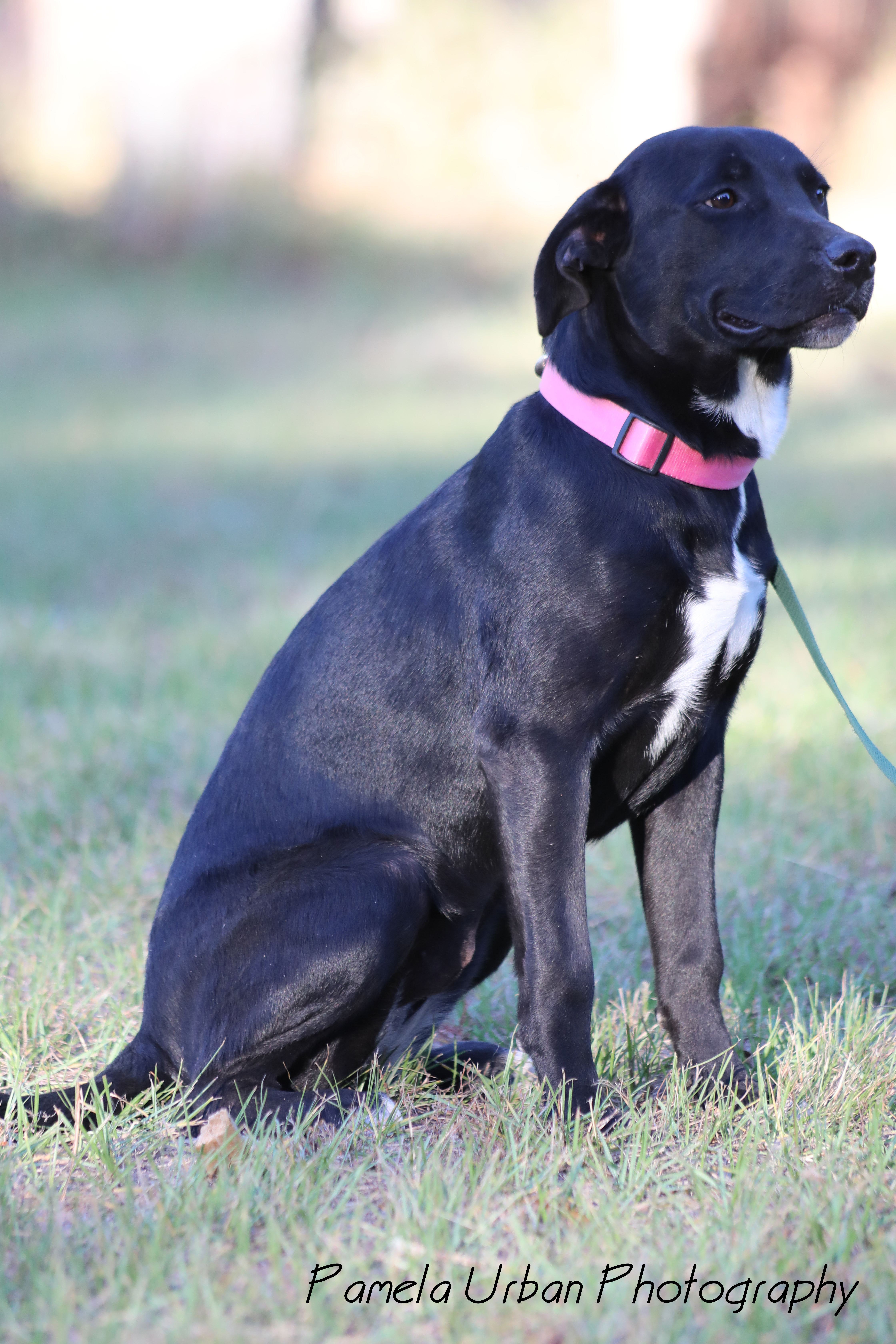 Malibu, a Adoptable Labrador Retriever in Sheridan, TX image 4/12