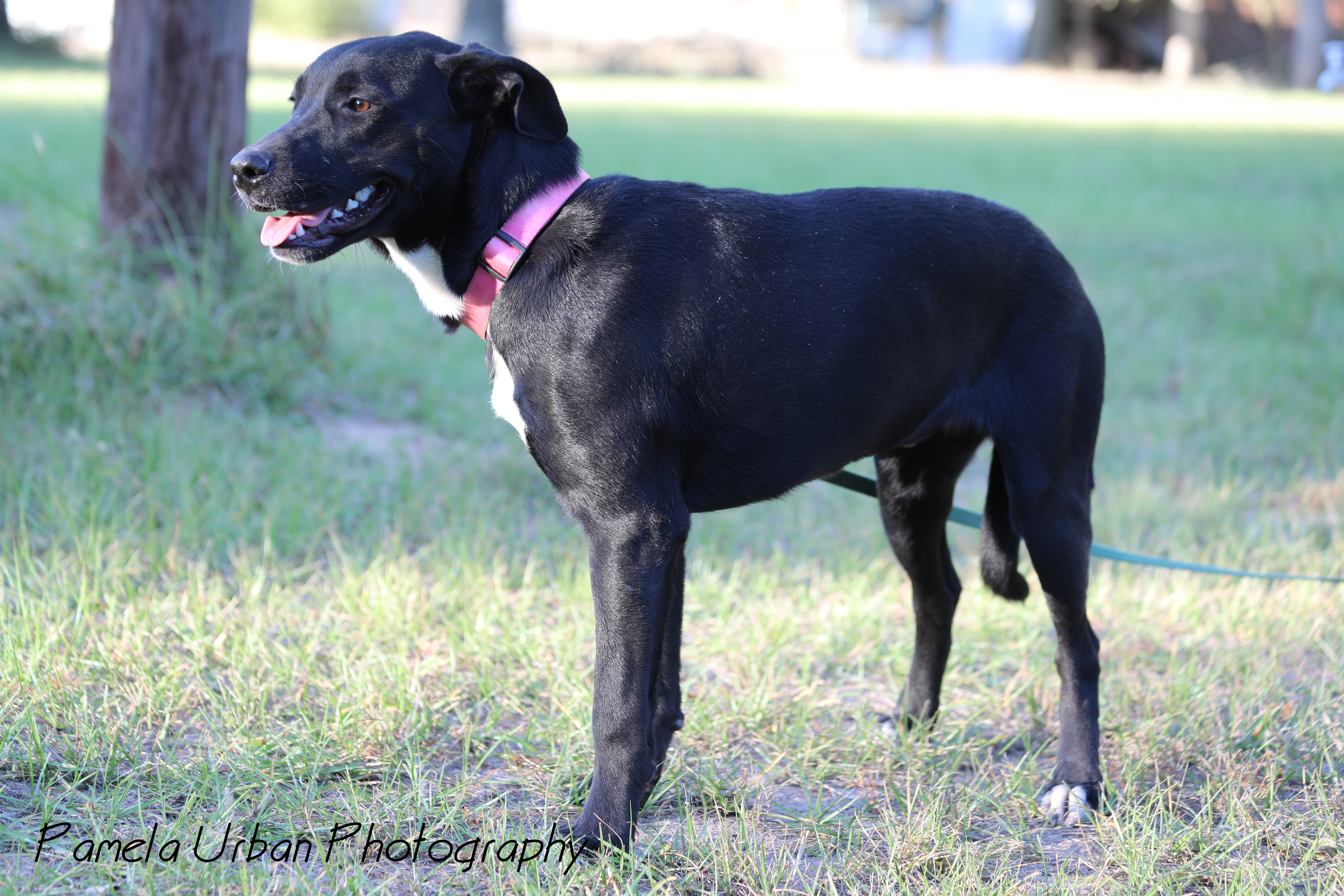 Malibu, a Adoptable Labrador Retriever in Sheridan, TX image 5/12