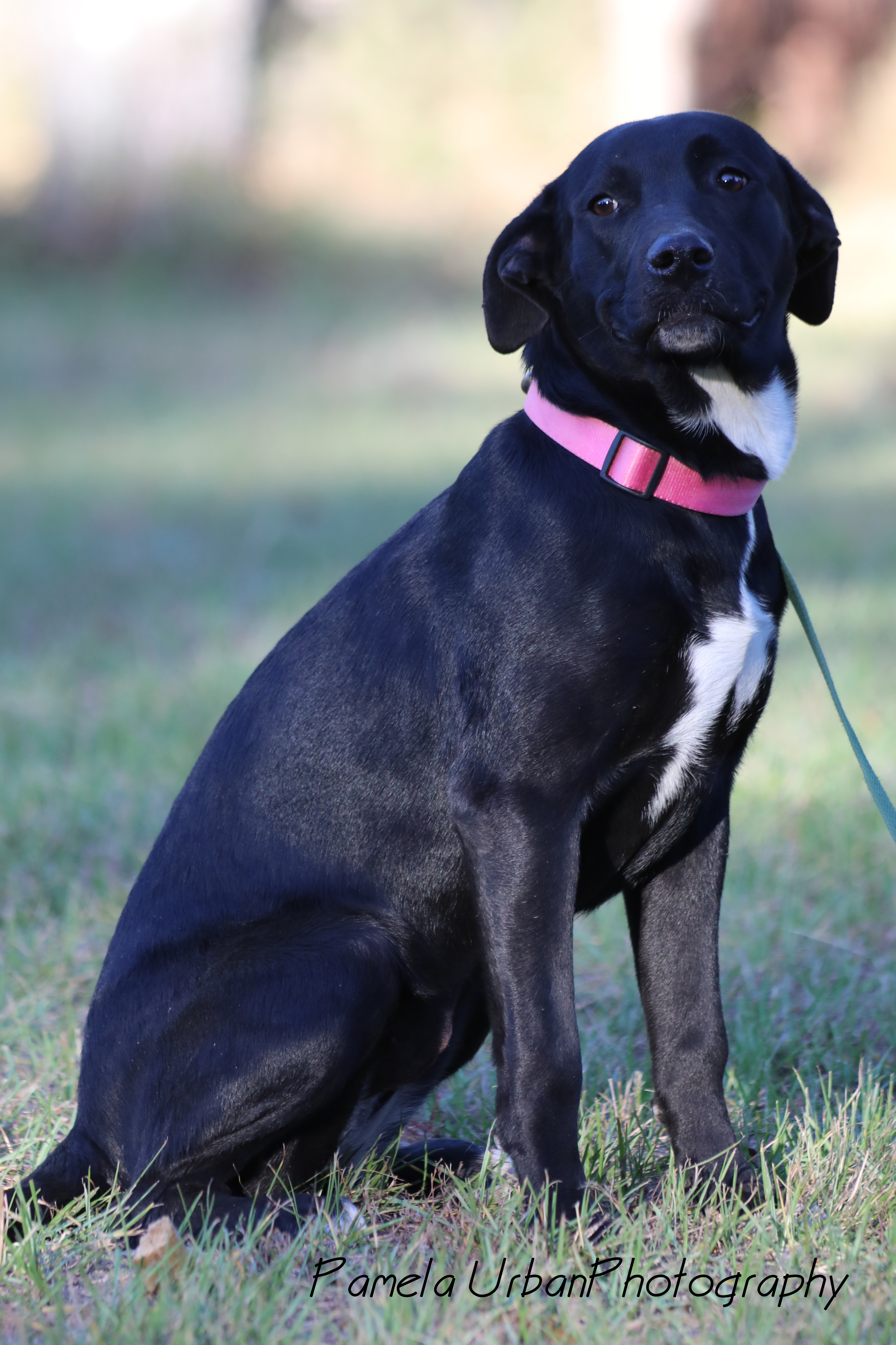 Malibu, a Adoptable Labrador Retriever in Sheridan, TX image 6/12