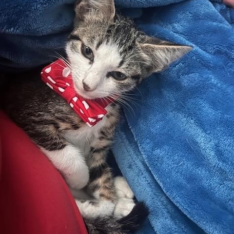 Lilly, a Adoptable Domestic Short Hair in Lauderhill, FL image 2/5