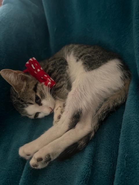 Lilly, a Adoptable Domestic Short Hair in Lauderhill, FL image 3/5