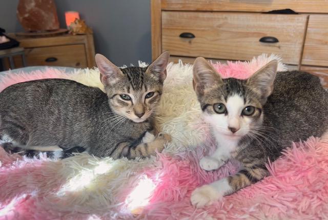 Lilly, a Adoptable Domestic Short Hair in Lauderhill, FL image 5/5