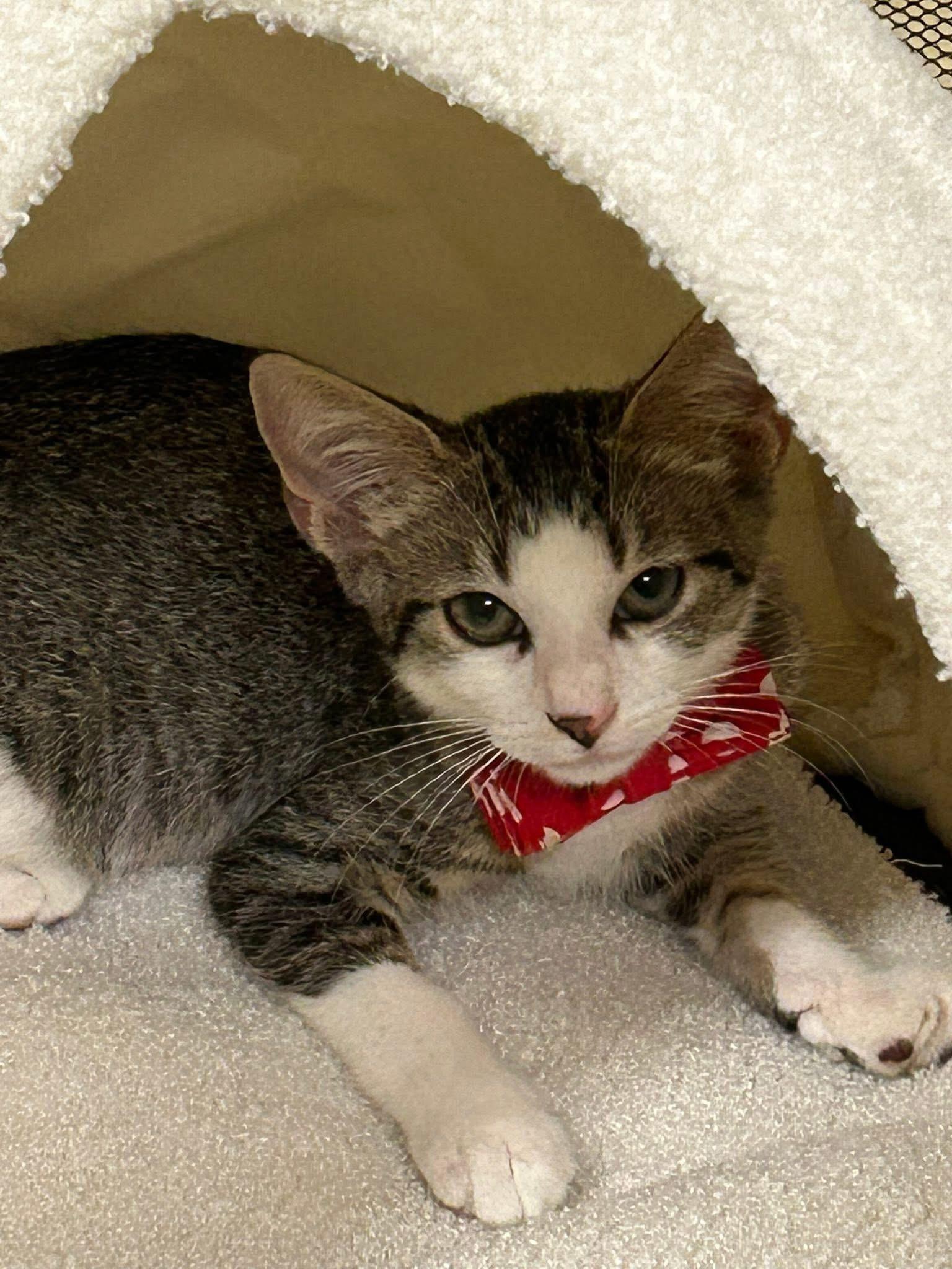 Lilly, Adoptable, Kitten Female Domestic Short Hair.