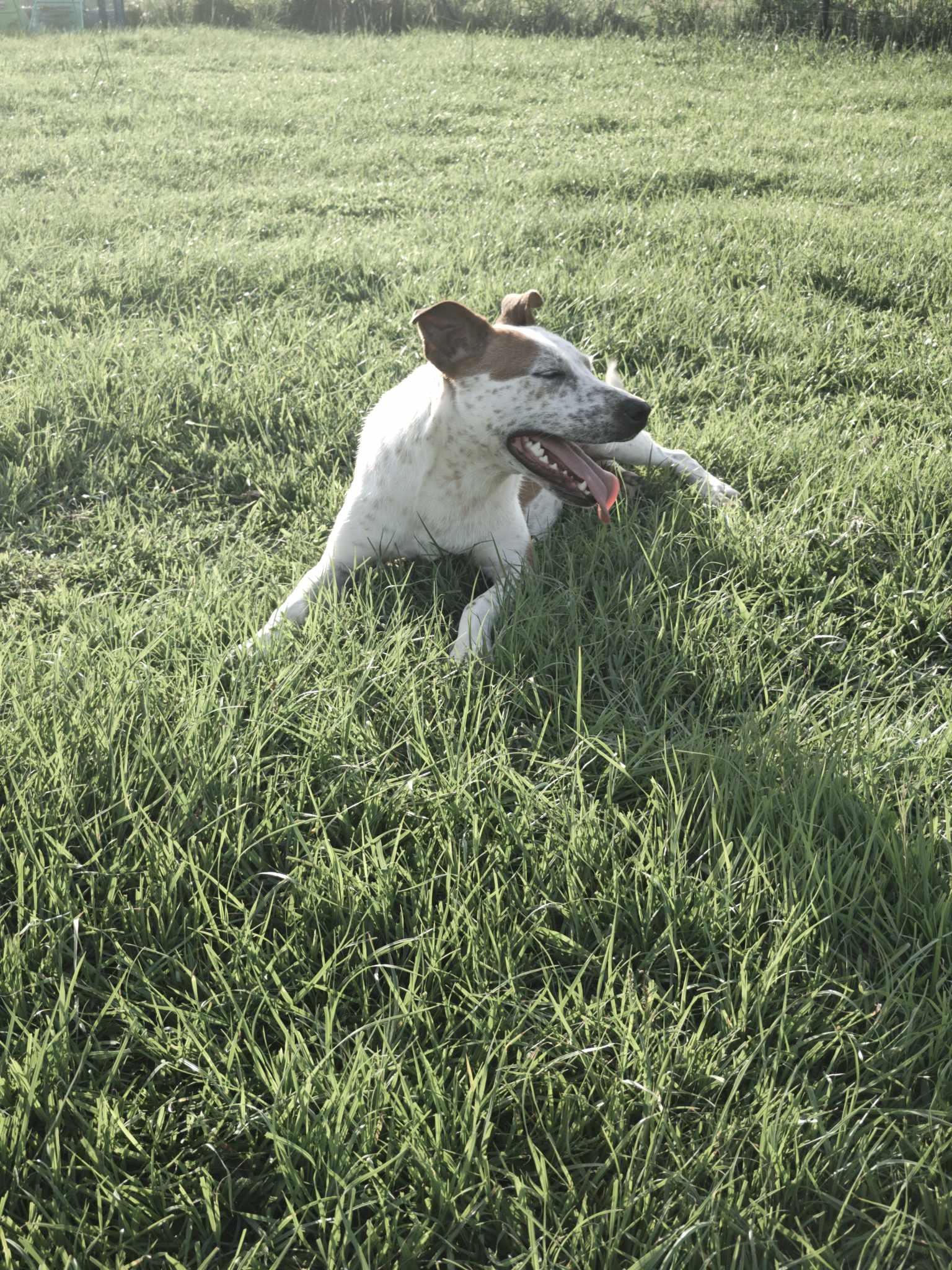 Enlarge Sarah, a Adoptable mixed breed in Ville platte, LA image 2/6
