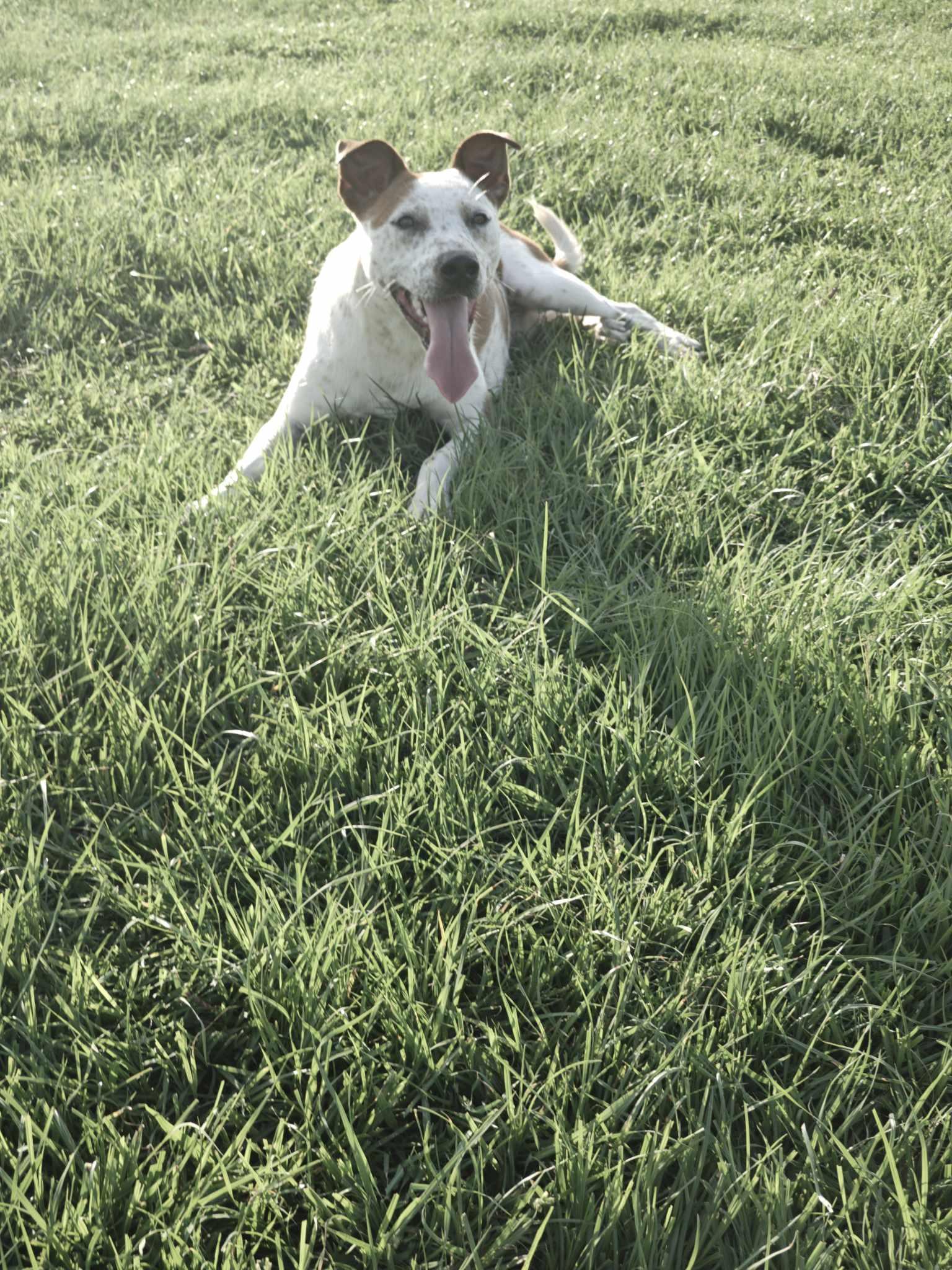 Enlarge Sarah, a Adoptable mixed breed in Ville platte, LA image 5/6